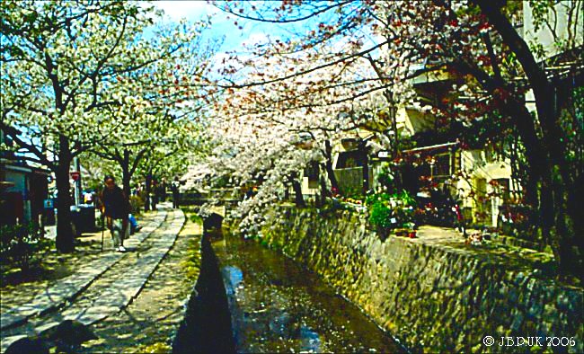 japan_cherry_blossom_1994_0171